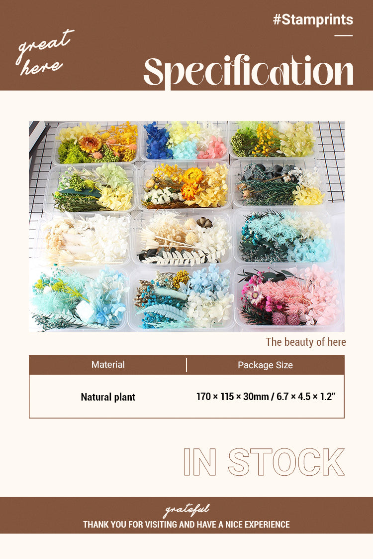 2Air-Dried Real Flower Boxed Preserved Floral Material Pack