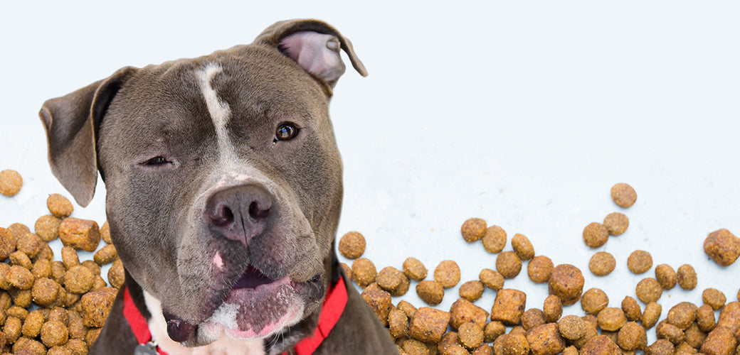 Grain-Free Pet Food: Helpful or Harmful Diet? | ASPCA