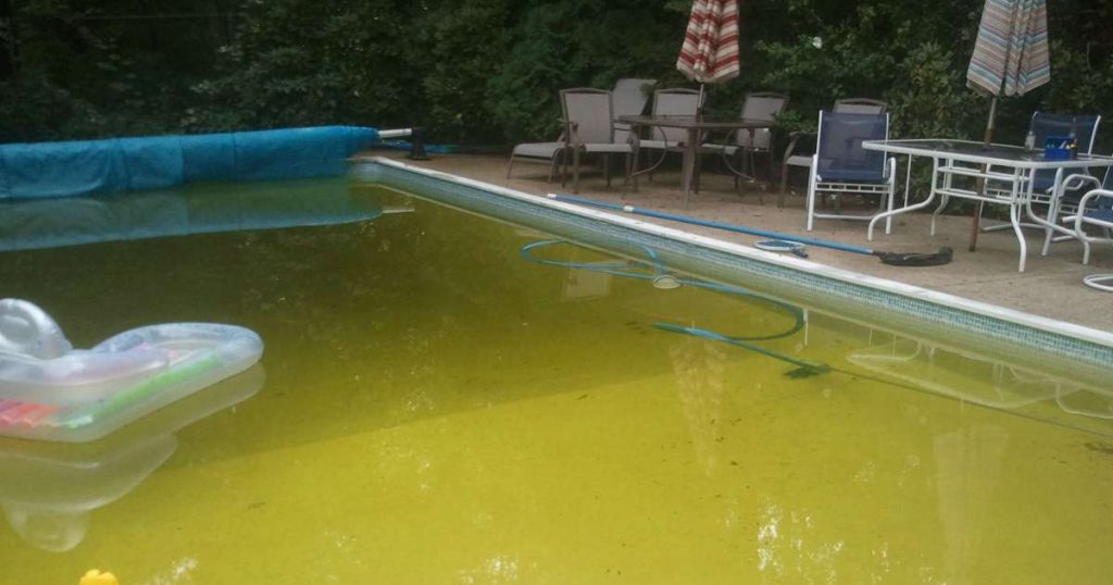 how-to-remove-mustard-algae-in-your-pool