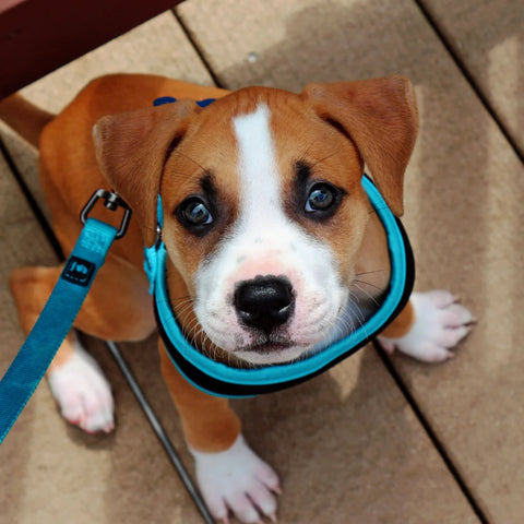 Choisir le Nom Parfait pour Votre Chien