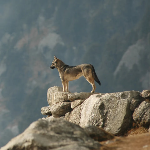 Le Chien: Symbole, Totem et Influence Culturelle