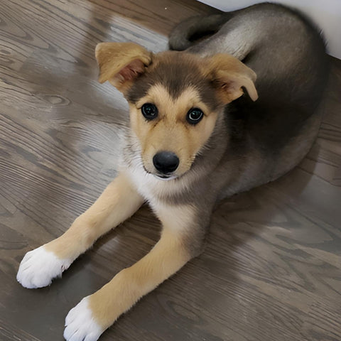 chien-Aussie-Sibérien-chienalafolie