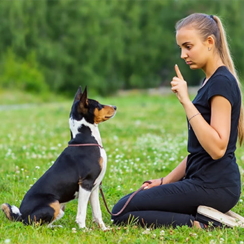 Éducation Canine Positive et Efficace