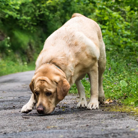 Les chiens et leurs sens: Une exploration profonde