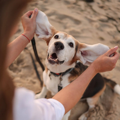 Les chiens et leurs sens: Une exploration profonde