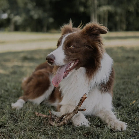 Les chiens et leurs sens: Une exploration profonde