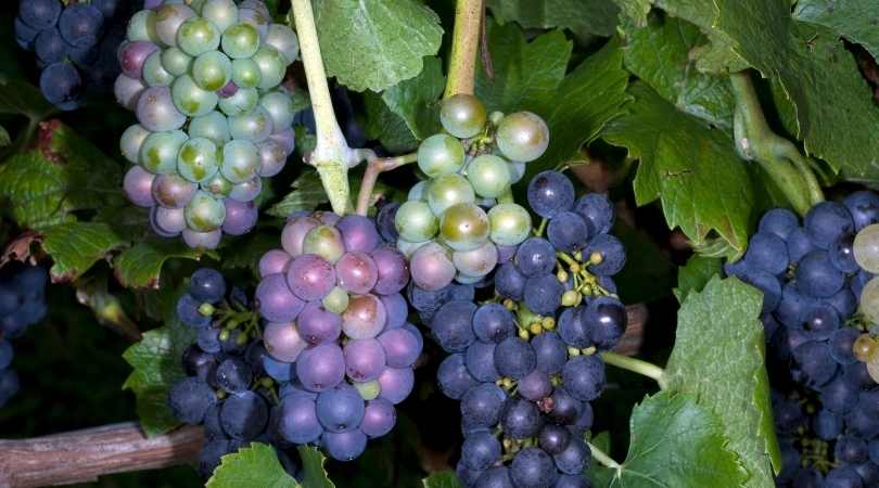 grape color