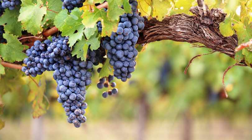 wine grapes