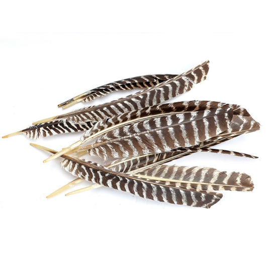Barred Turkey Pointers Feathers - Natural