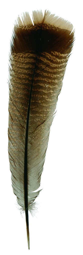 Natural Barred Turkey Right Wing Pointers | Zebra Striped Feathers