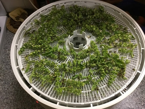 Basil flowers in dehydrator