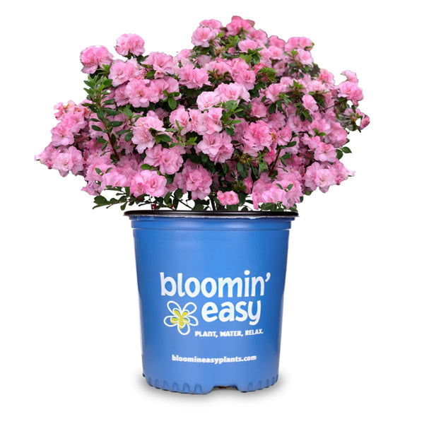 Ever After™ Blush Reblooming Azalea – Bloomin' Easy Plants