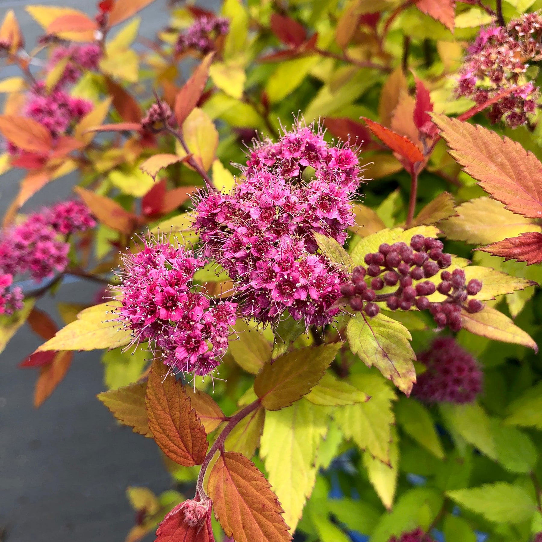 Image of Rainbow Fizz Spirea Close Up