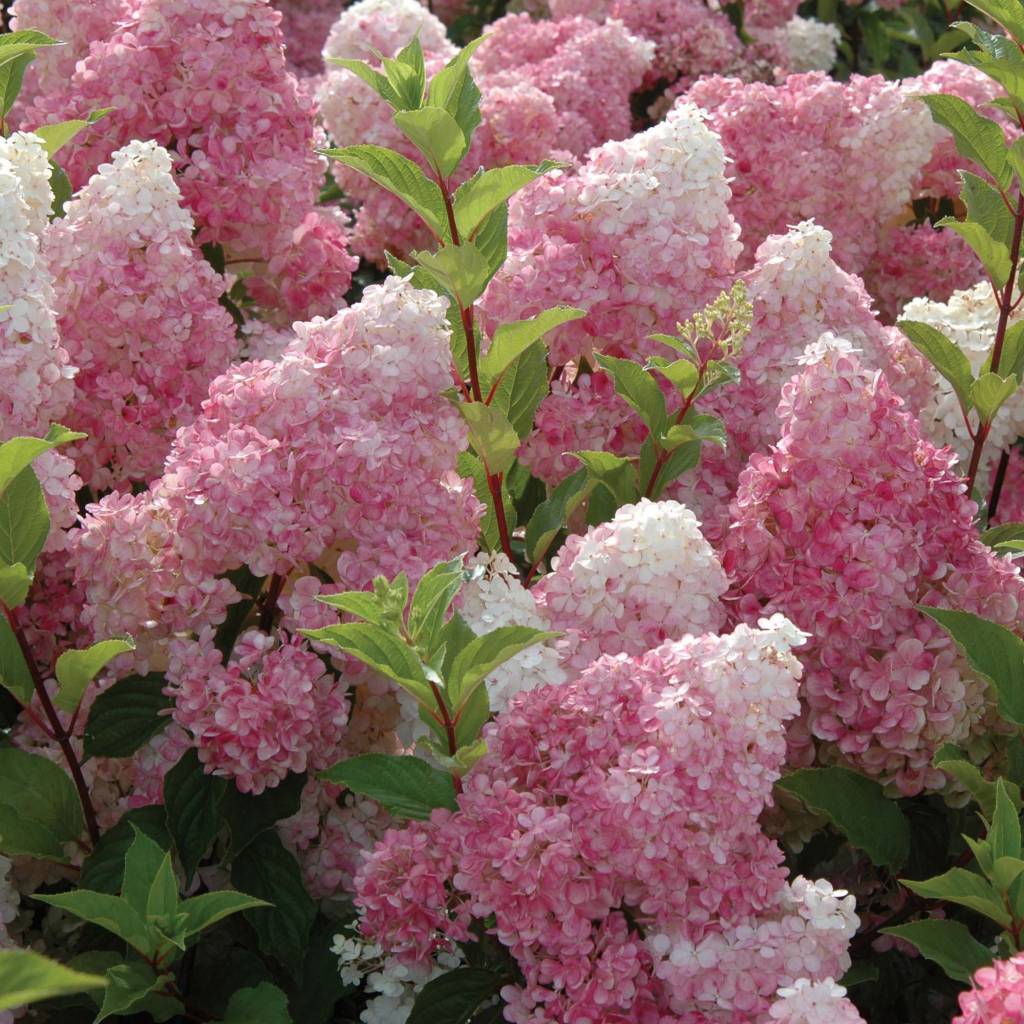 Pluimhortensia 'Vanille Fraise®', wit-roze – Hortensias-online