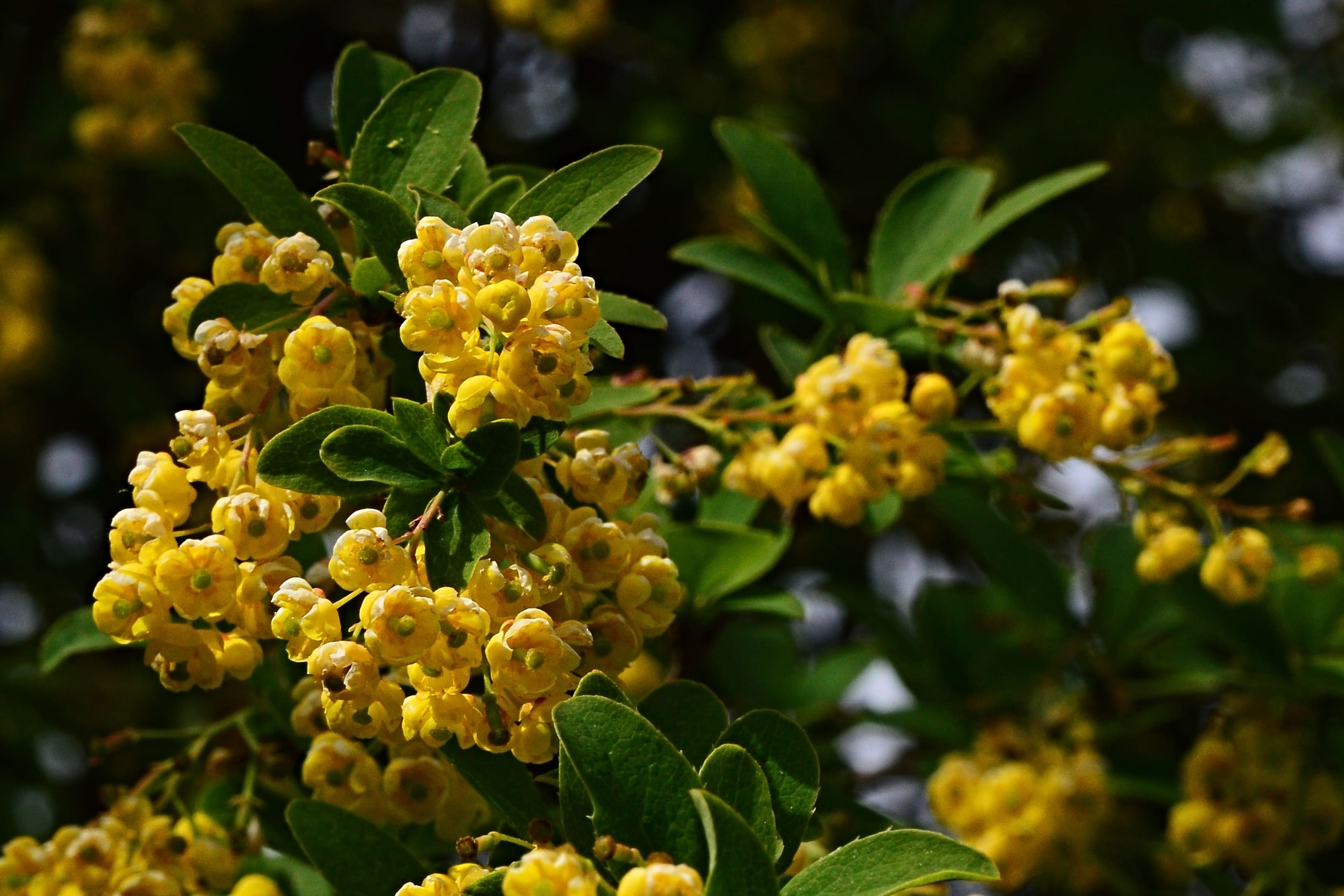 berberine cnp blog