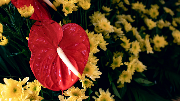 Anthurium Flower