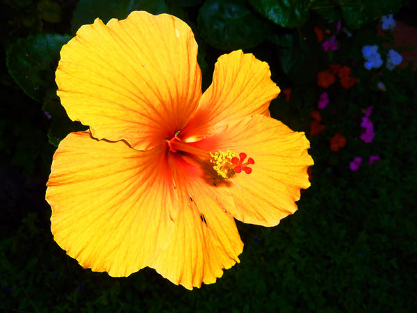 Pua Aloalo Hibiscus Flower