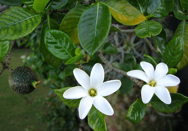 Nanu Flower