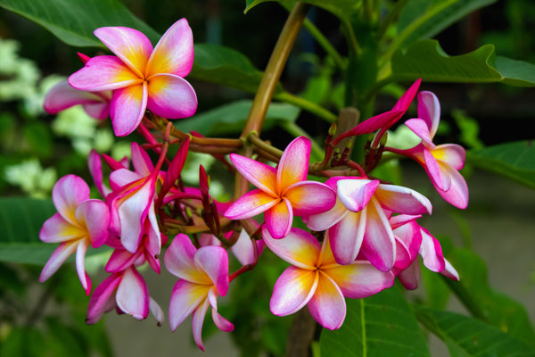 Plumeria Flower