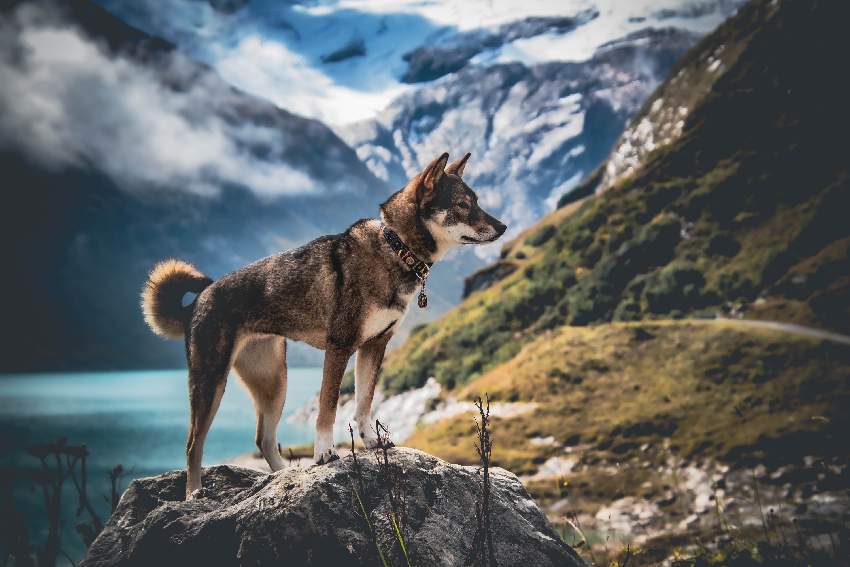 Hoeveel moet ik mijn hond voeren