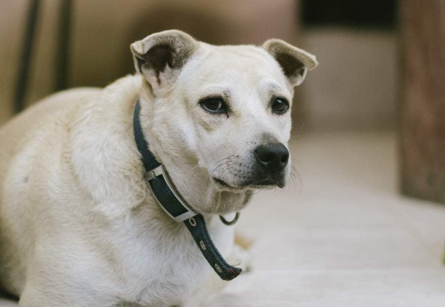 concert schijf Buitensporig Overgewicht bij de hond