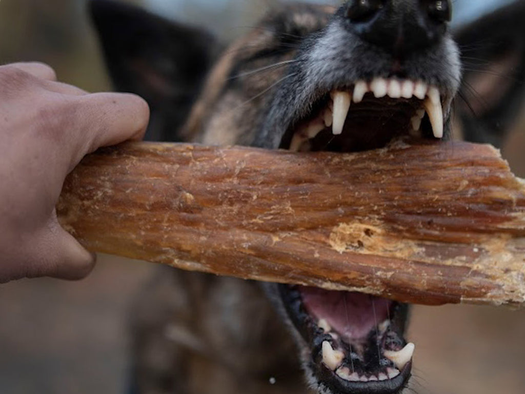 gebaar Rafflesia Arnoldi Haast je Hondengebit: de rol van voeding in tandgezondheid bij de hond