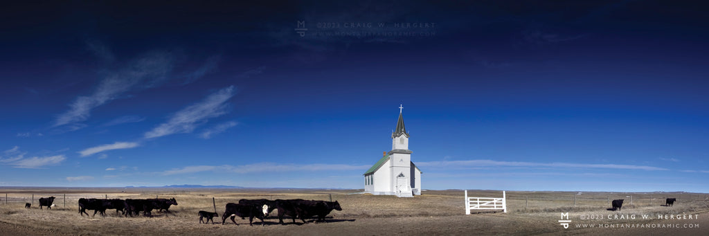 Calving Season - Sun Prairie