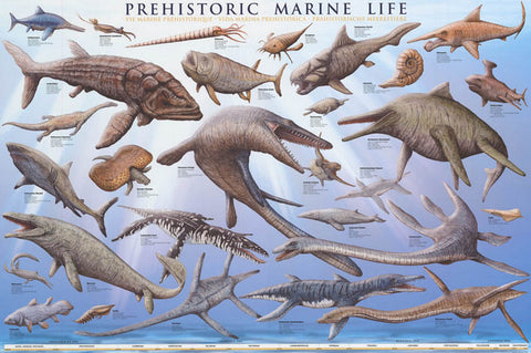 Prehistoric Marine Life Dinosaur Education Poster 24x36 – BananaRoad