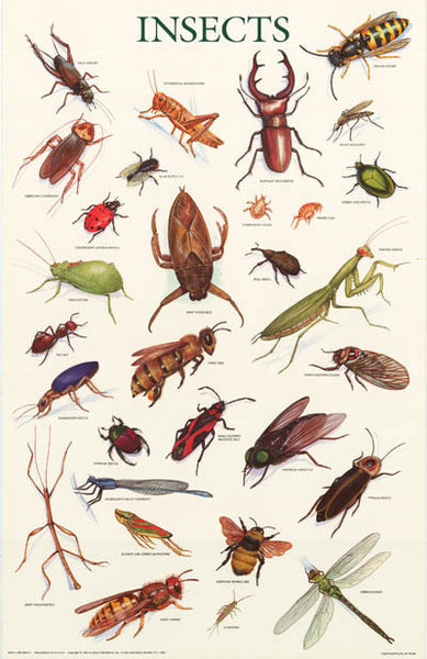 Insects Education Poster 21x33 – BananaRoad