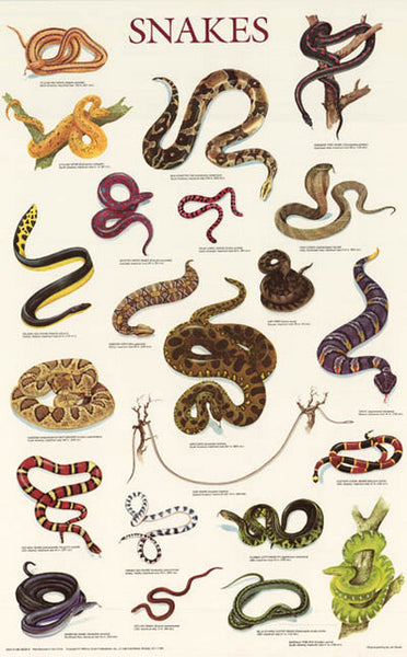 Snakes Reptiles Education Poster 21x33 – BananaRoad