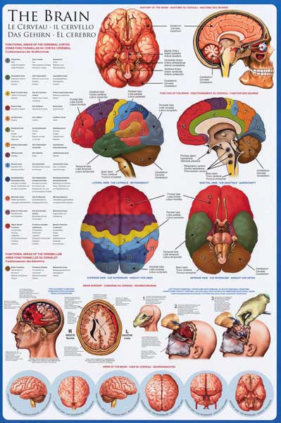 Anatomy of the Brain Neurology Education Poster 24x36 