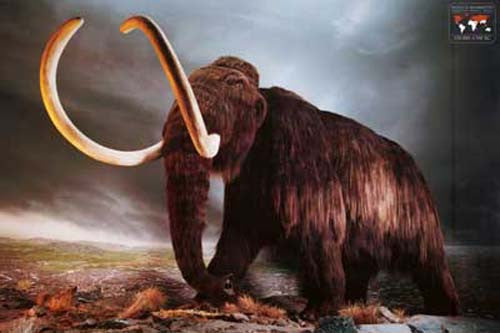 Woolly Mammoth Ice Age Animal Poster 24x36 – BananaRoad