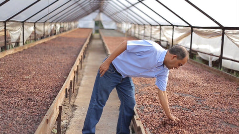 Kakaobohnen werden getrocknet auf der Kakaofarm von Kenny Santana in der Dominikanischen Republik