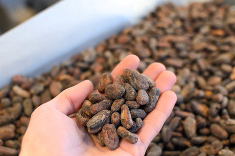 Rohe Bio Kakaobohnen als Grundlage für richtig gute Schokolade