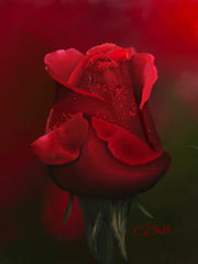 Red Rose ‘Elegance’