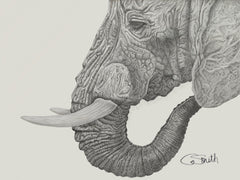 Elephant ‘Wise Beyond Words’