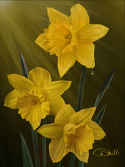 Daffodils - ‘Wake Up! The Sun Is Here!