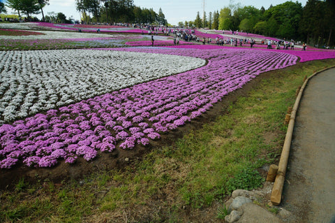 埼玉のおすすめデートスポットの羊山公園