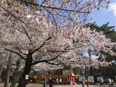 埼玉のおすすめデートスポットの大宮公園