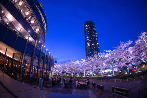 デートにおすすめな東京ミッドタウン夜桜ライトアップの様子