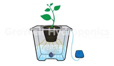 Deep Water Culture Diagram