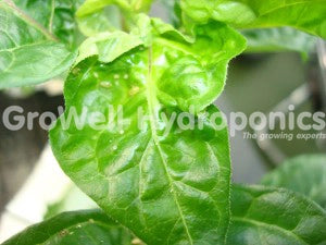 Aphids on Pepper Leaves Showing Distorted Growth