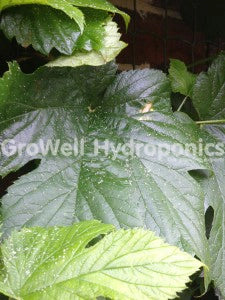 Aphid Skin Moults on Hop Leaves