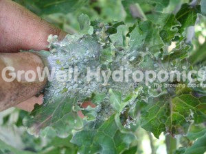 Cabbage Aphids with White Wax Coating
