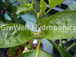 Aphids on Pepper Bud