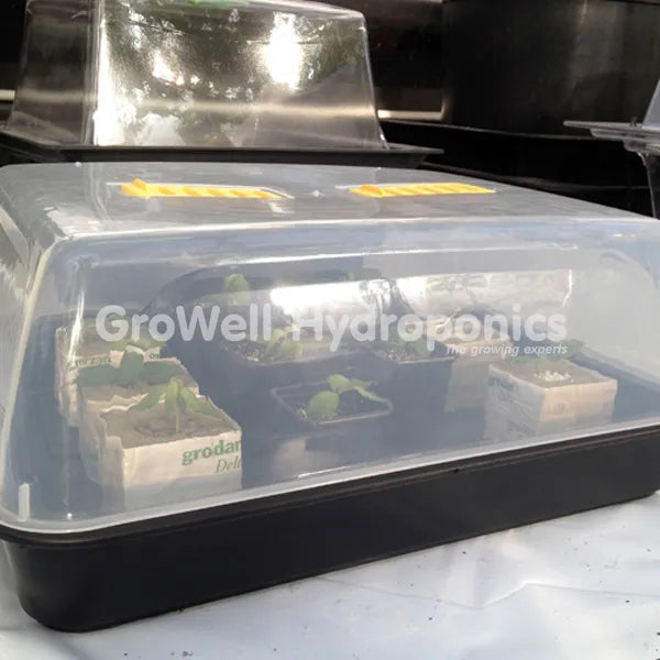 Aeroponic Cuttings