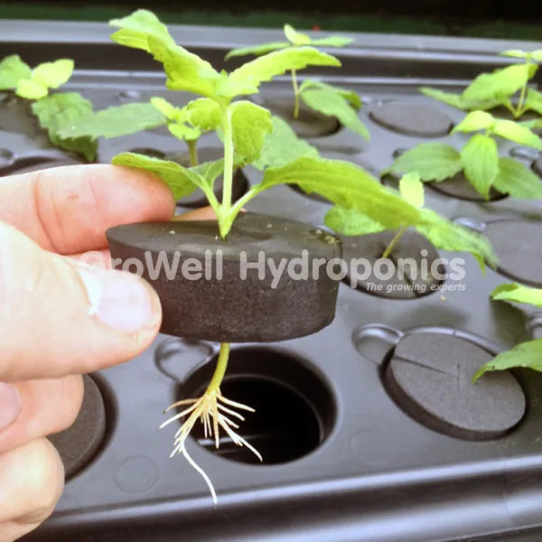Aeroponic Cuttings