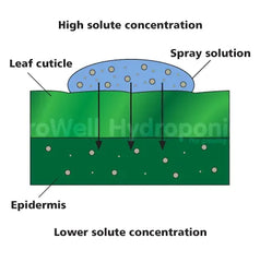 Diffusion within leaf