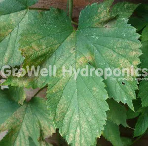 Close up of Spider Mite Adults, Nymphs and Eggs