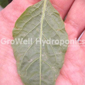 Severe Thrips Damage on Pepper Leaves